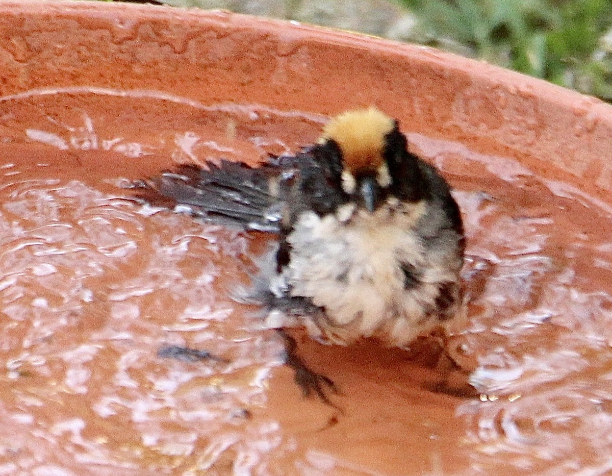 White-winged Brushfinch - ML620271241