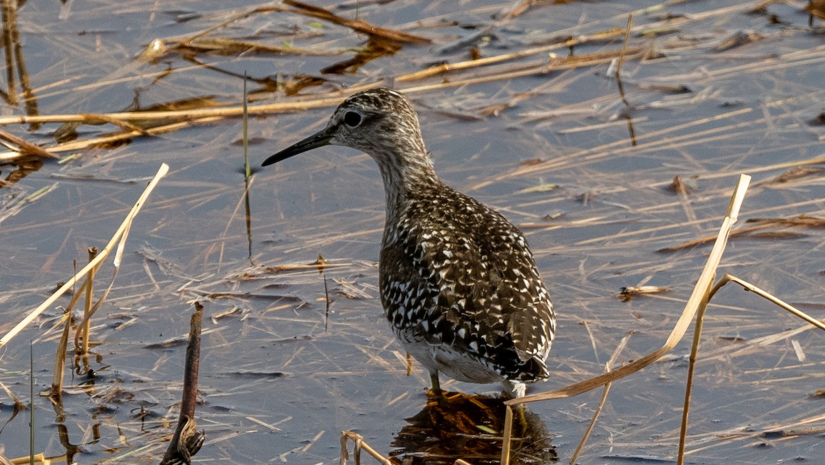 Wood Sandpiper - ML620271243