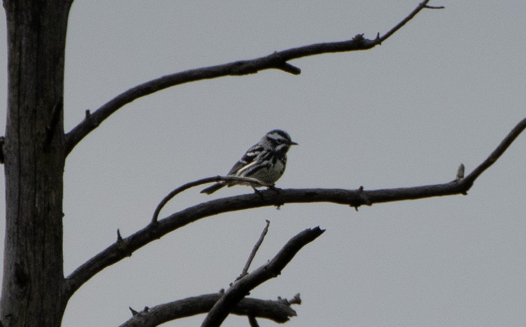 Black-and-white Warbler - ML620271250