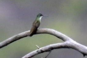 Azure-crowned Hummingbird - ML620271253