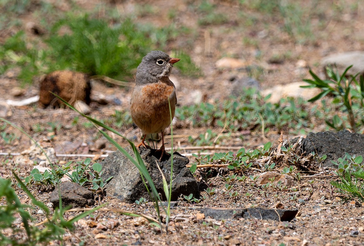 Gray-necked Bunting - ML620271255