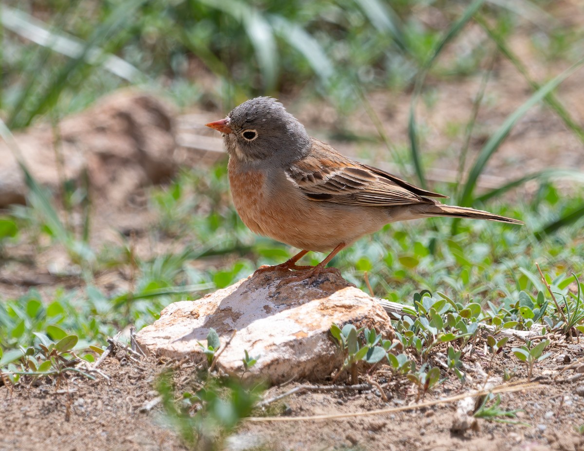 Gray-necked Bunting - ML620271256