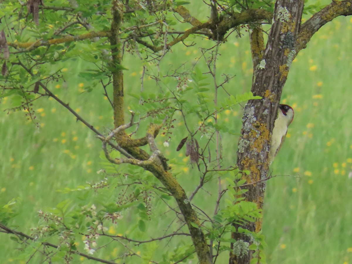 Eurasian Green Woodpecker - ML620271258