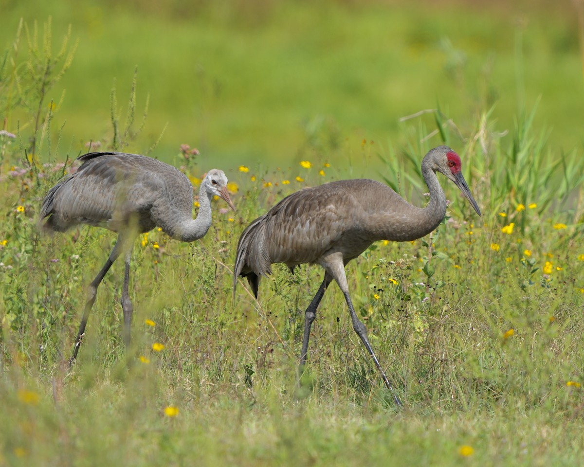 Sandhill Crane - ML620271260