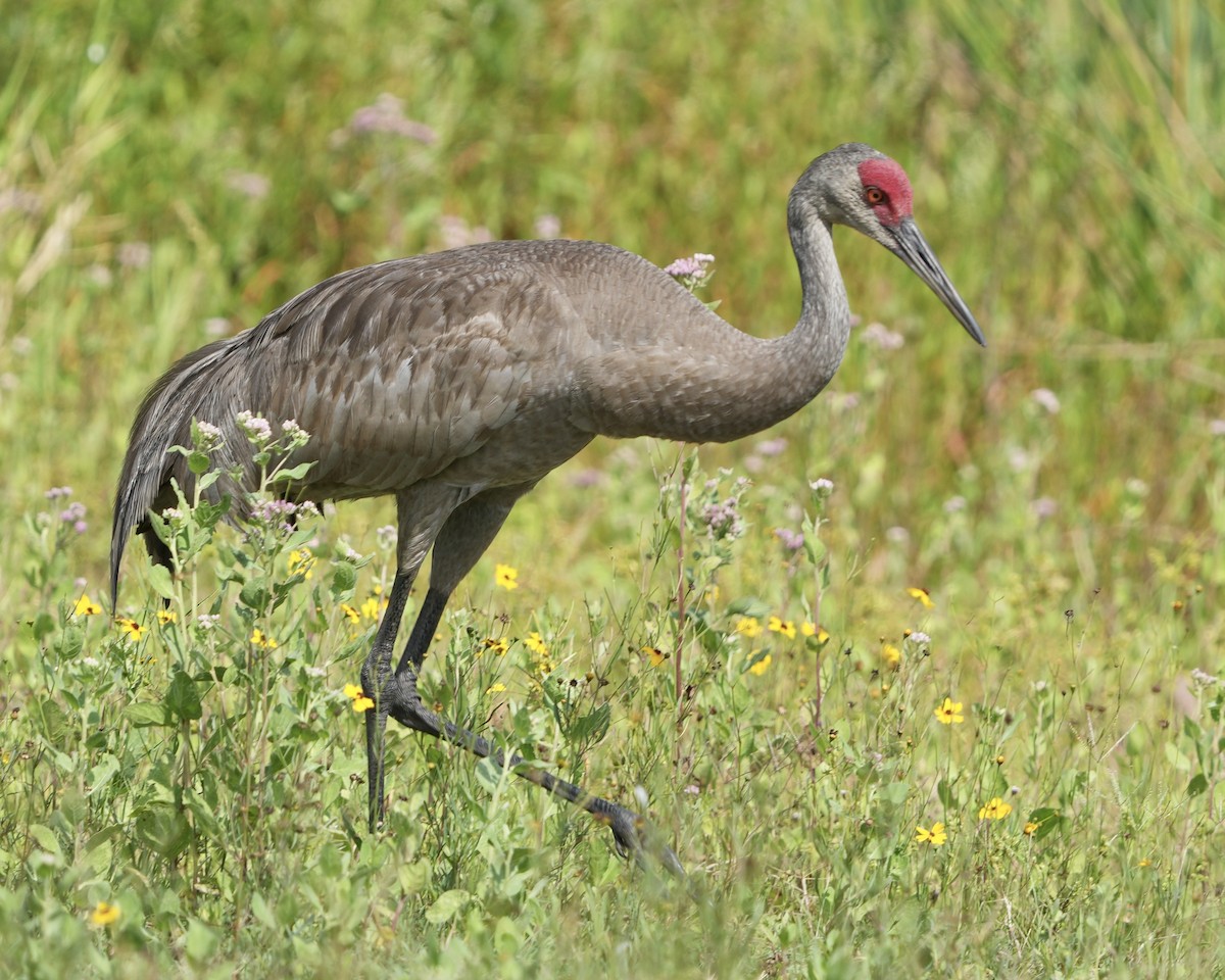 Sandhill Crane - ML620271261