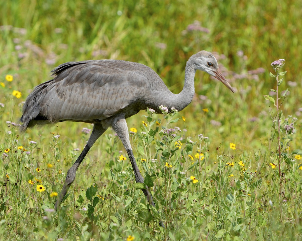 Sandhill Crane - ML620271262