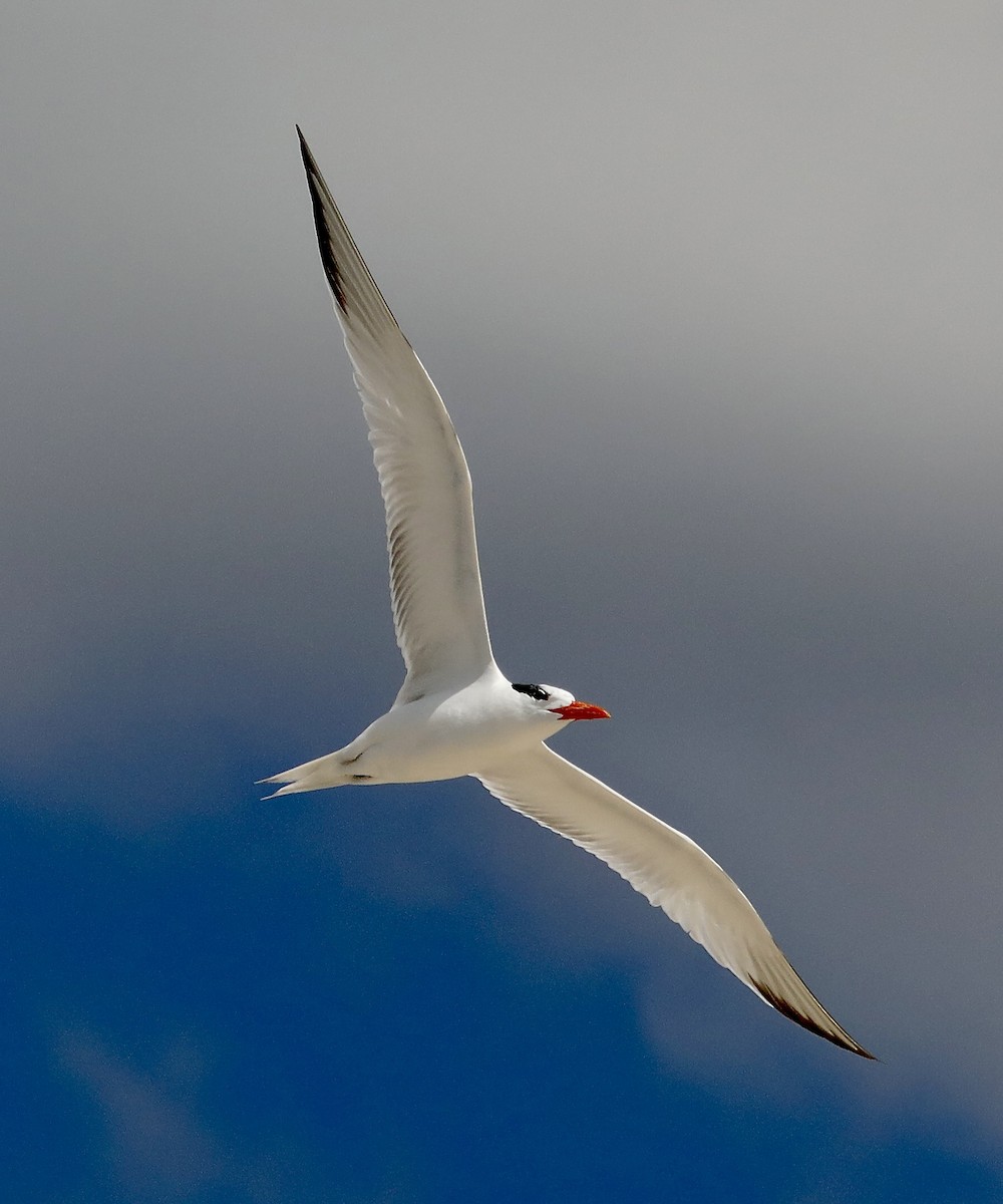 Royal Tern - ML620271263