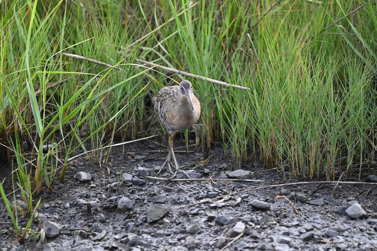 Clapper Rail - ML620271264