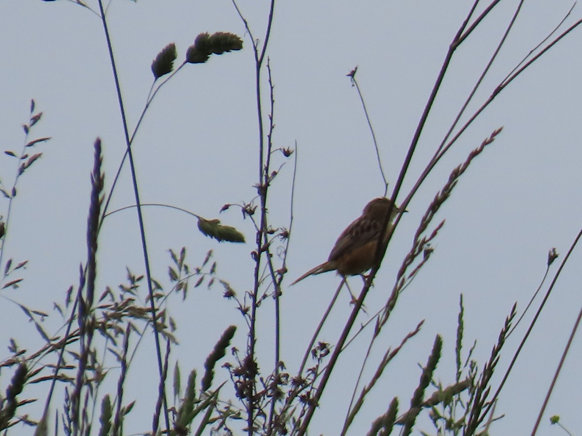 Zitting Cisticola - Dylan Fishbein