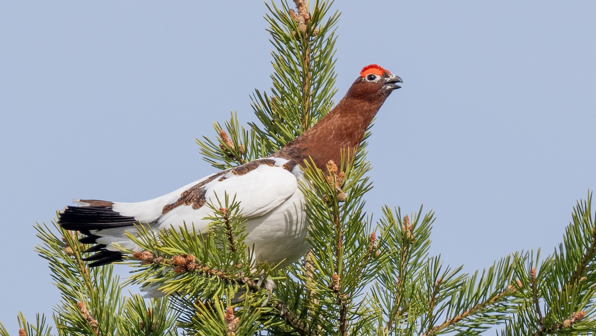 Willow Ptarmigan - ML620271269