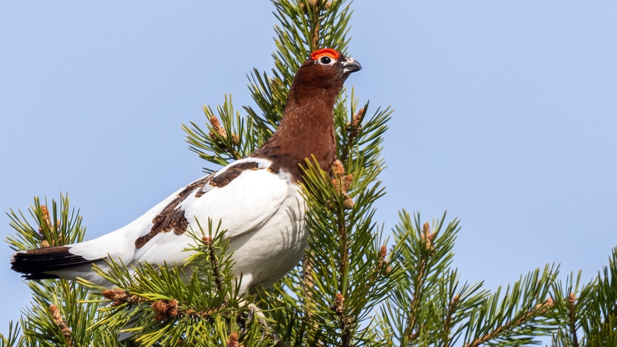 Willow Ptarmigan - ML620271270