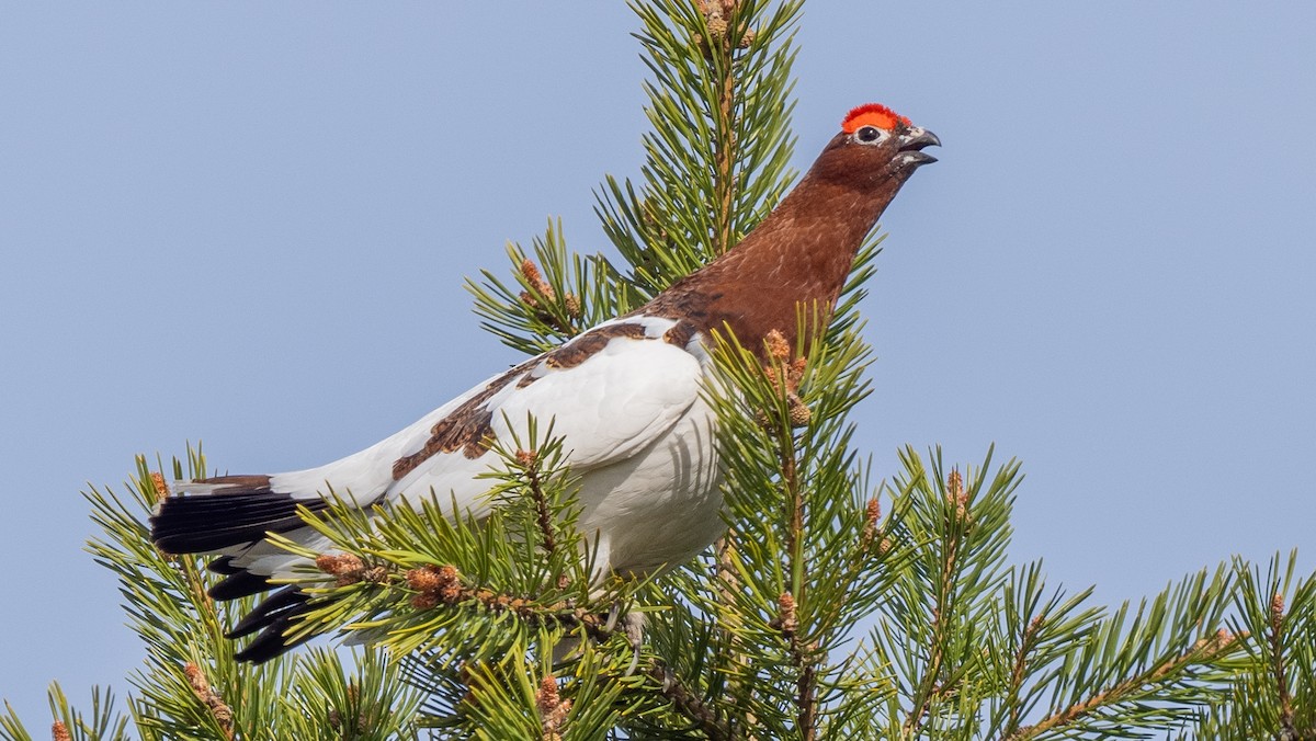 Willow Ptarmigan - ML620271271