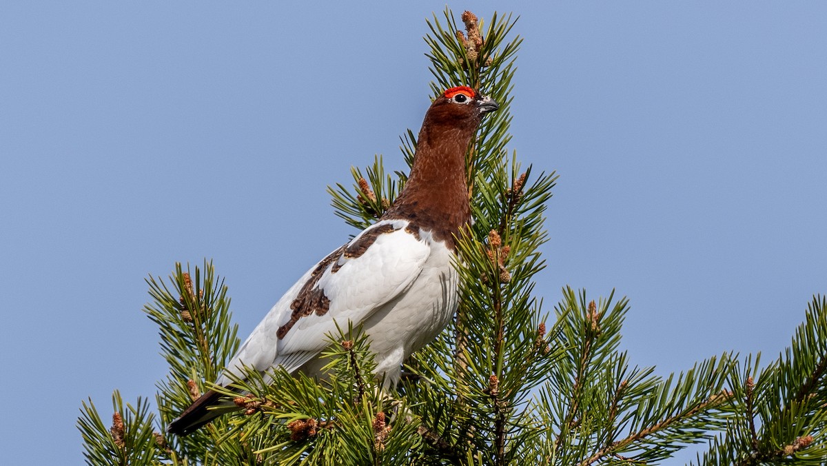 Willow Ptarmigan - ML620271272