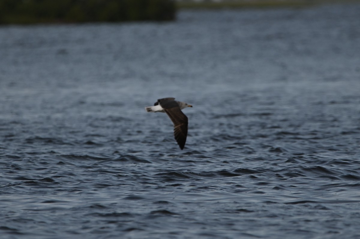 Lesser Black-backed Gull - ML620271276