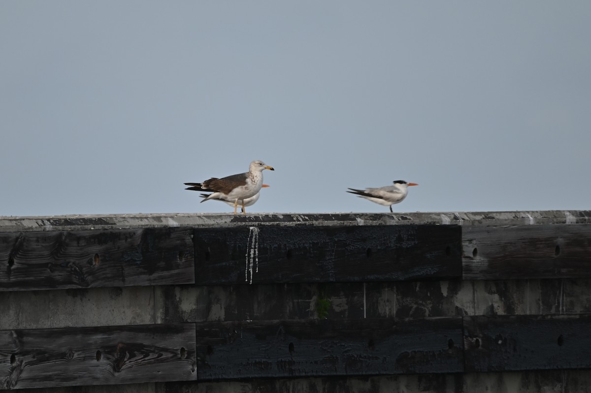 Lesser Black-backed Gull - ML620271278