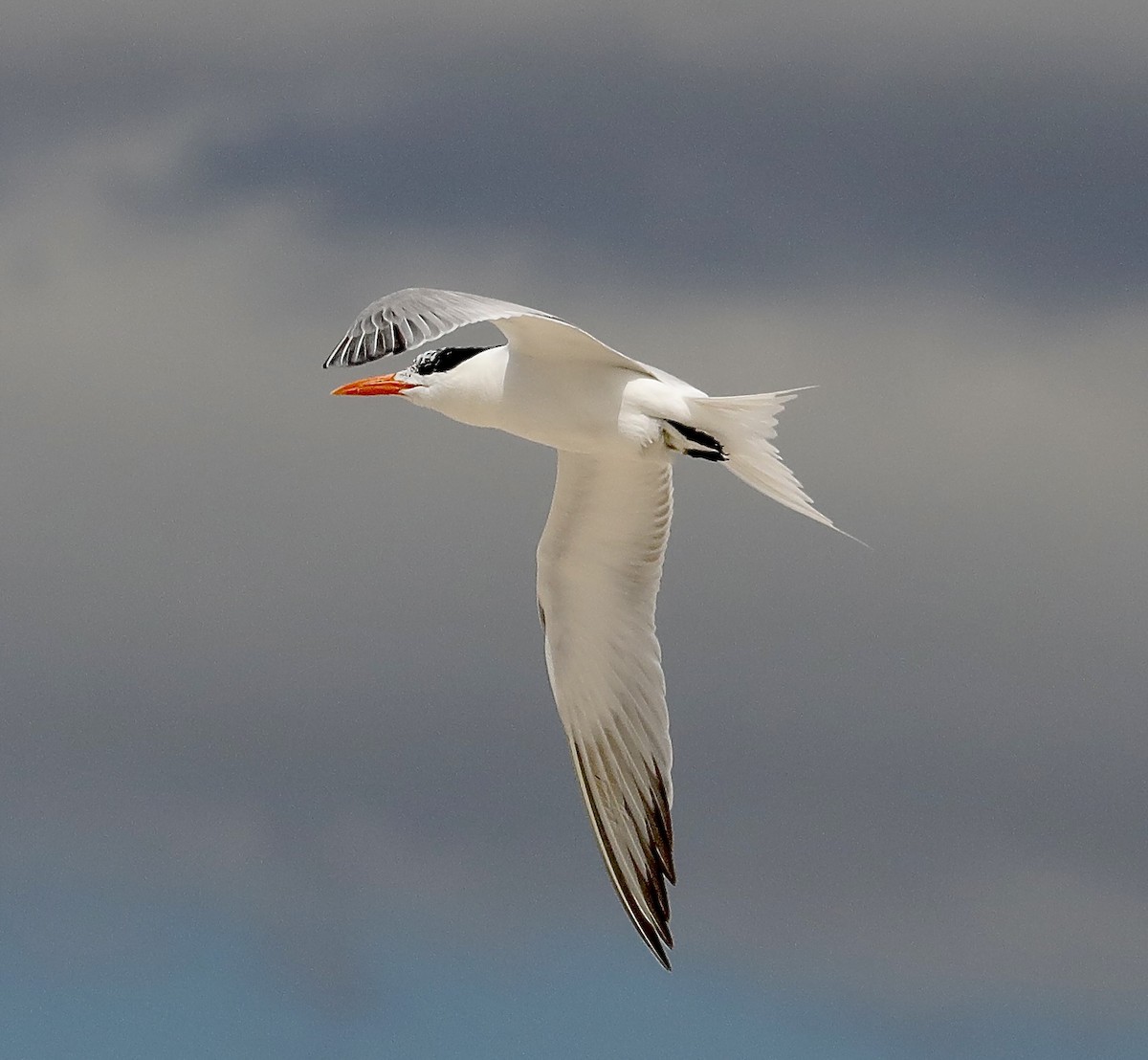 Royal Tern - ML620271279