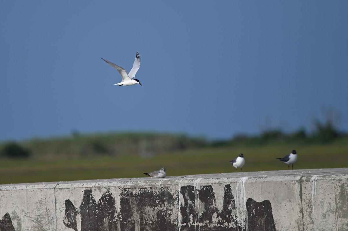 Sandwich Tern - ML620271281