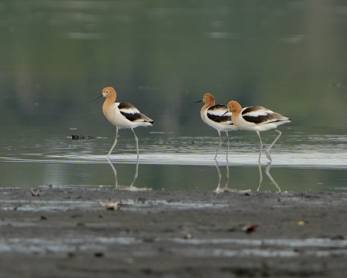 Avocette d'Amérique - ML620271283