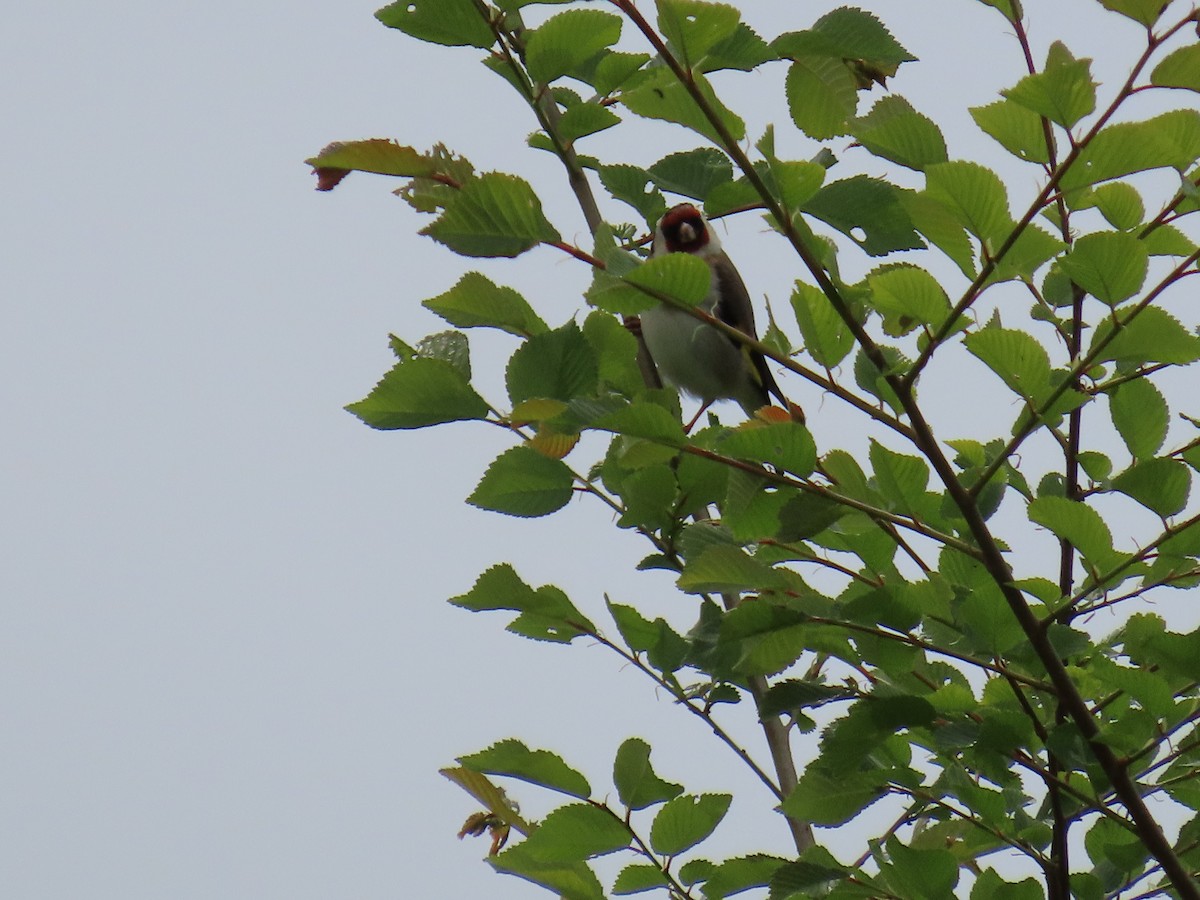 European Goldfinch - ML620271286