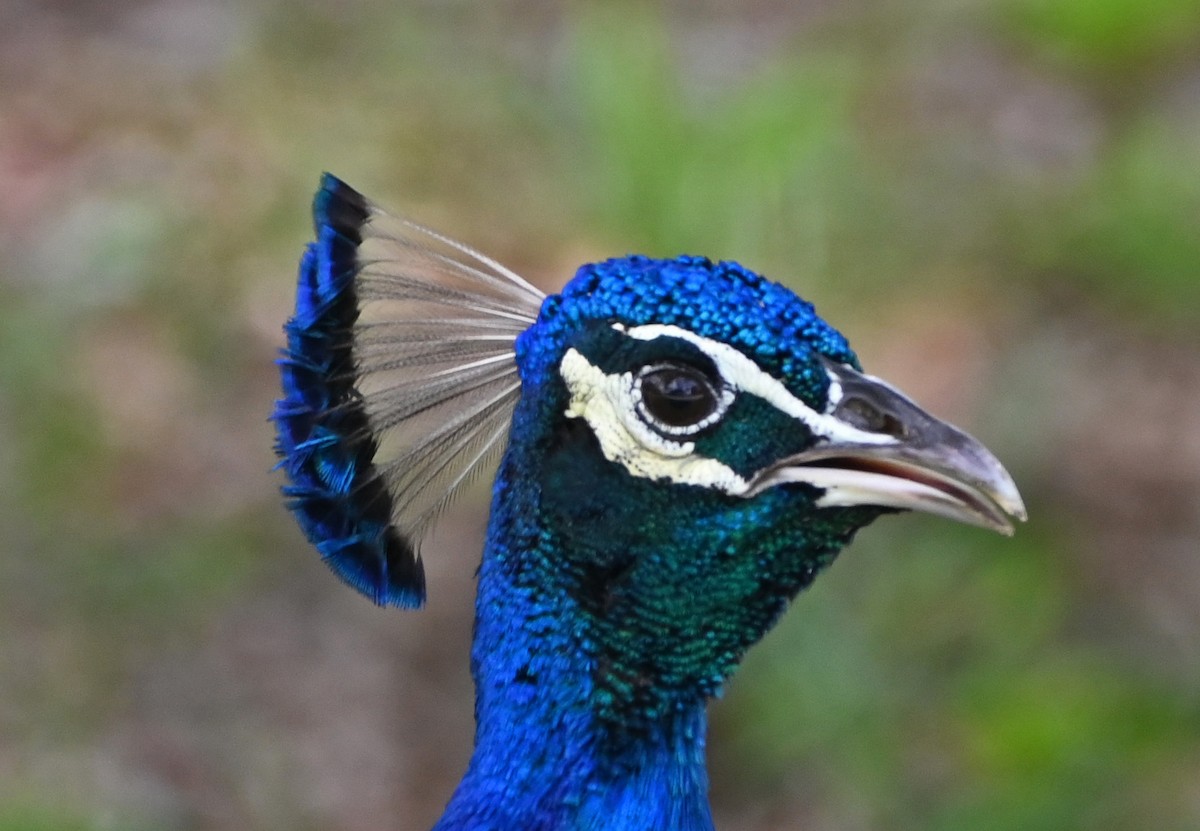 Indian Peafowl - ML620271300