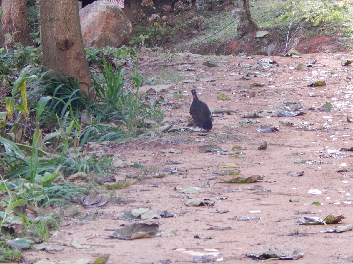 Dusky-legged Guan - ML620271306