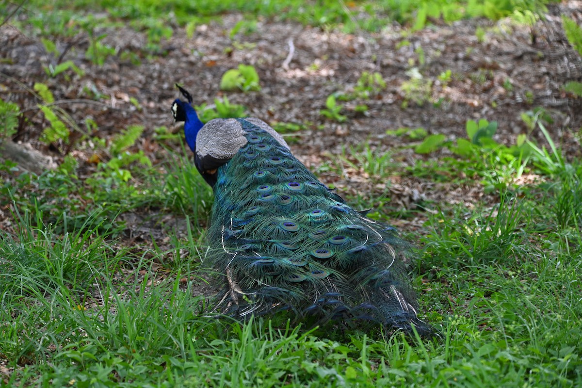 Indian Peafowl - ML620271311