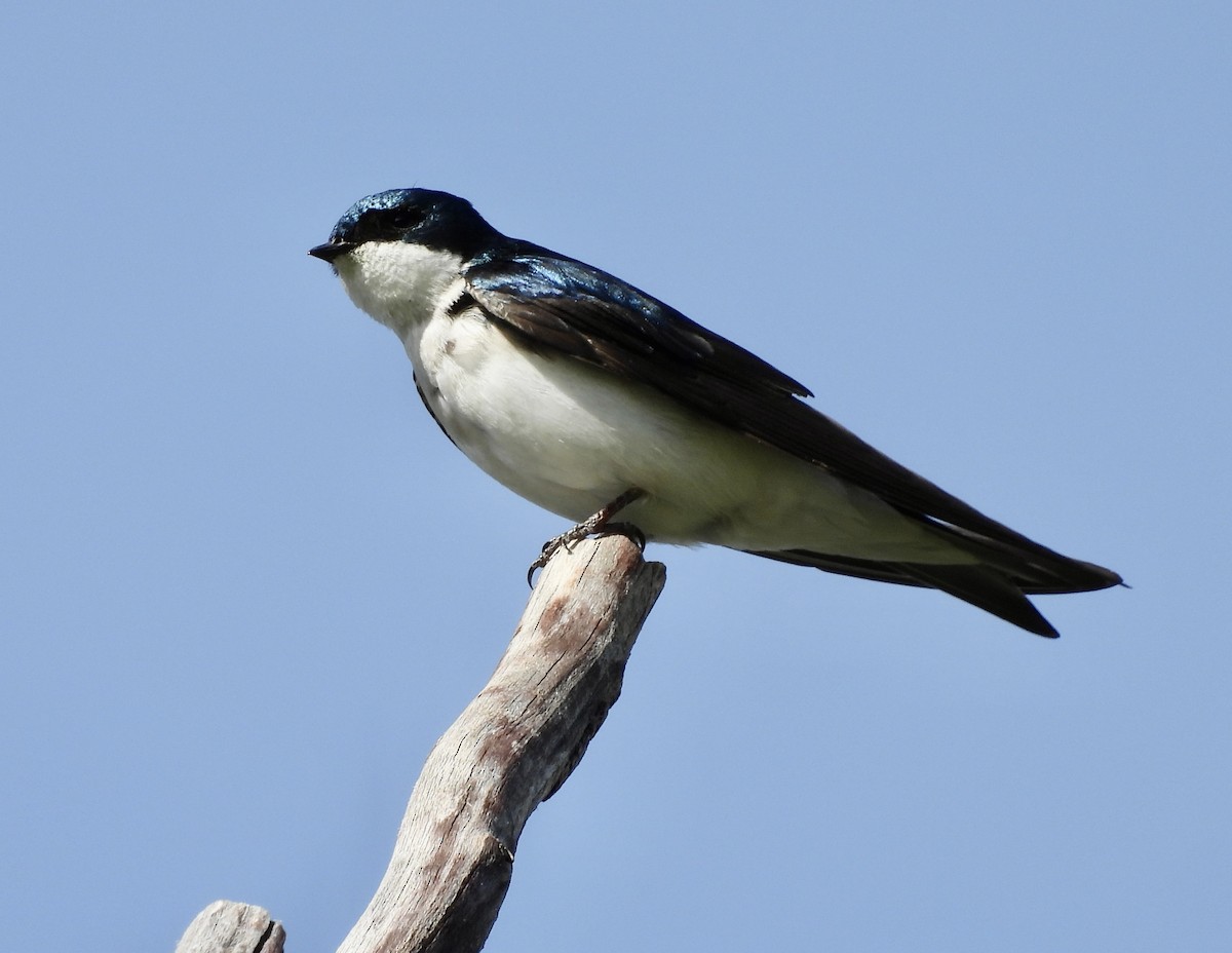 Tree Swallow - ML620271327