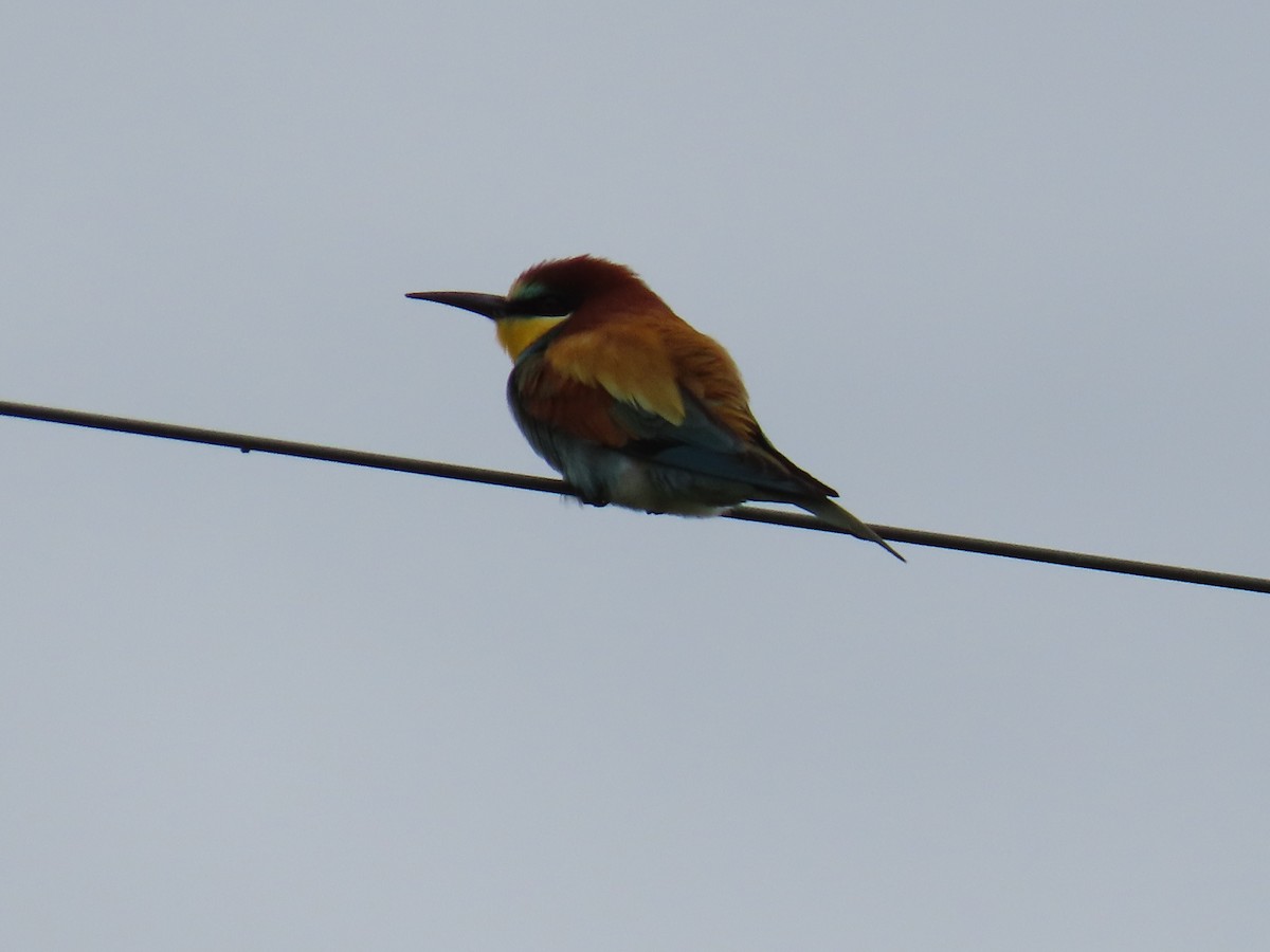 European Bee-eater - ML620271328