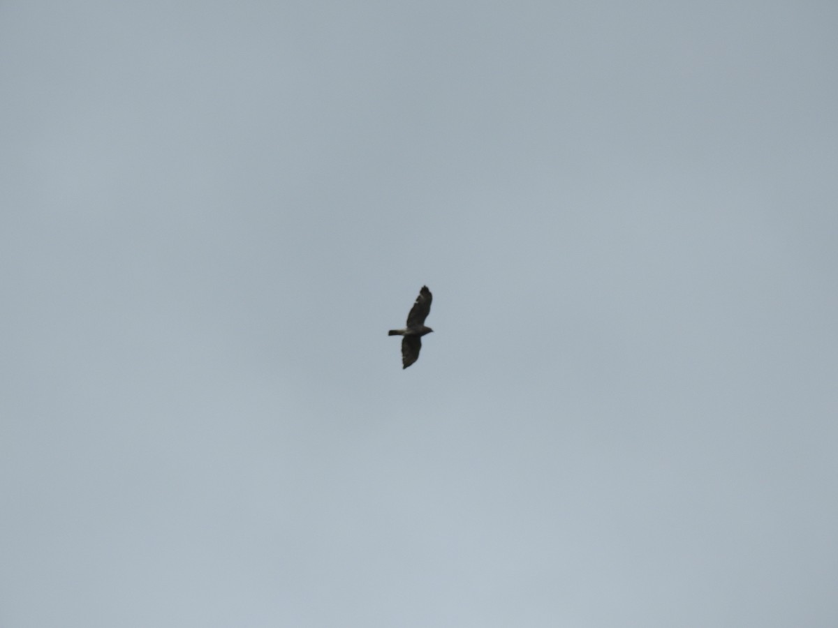 Broad-winged Hawk - ML620271329