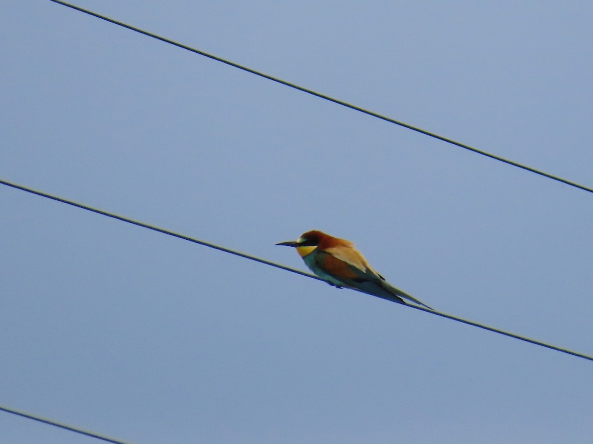 European Bee-eater - ML620271330