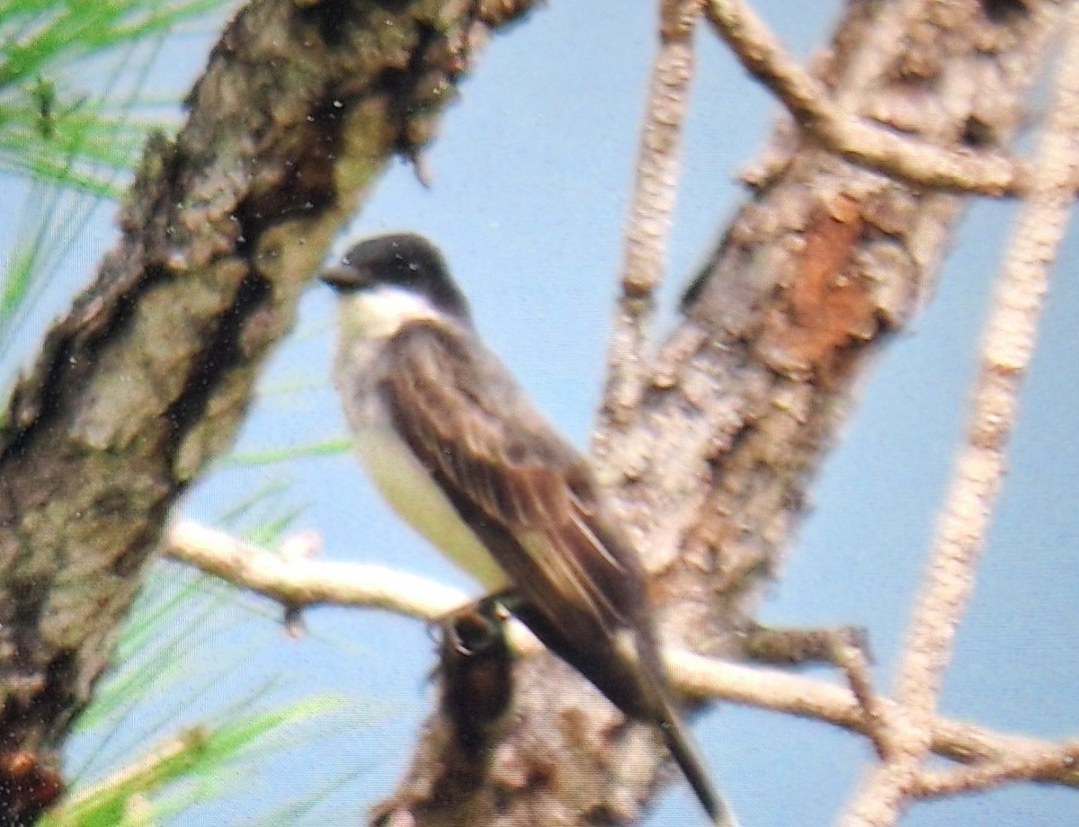 Eastern Kingbird - ML620271331