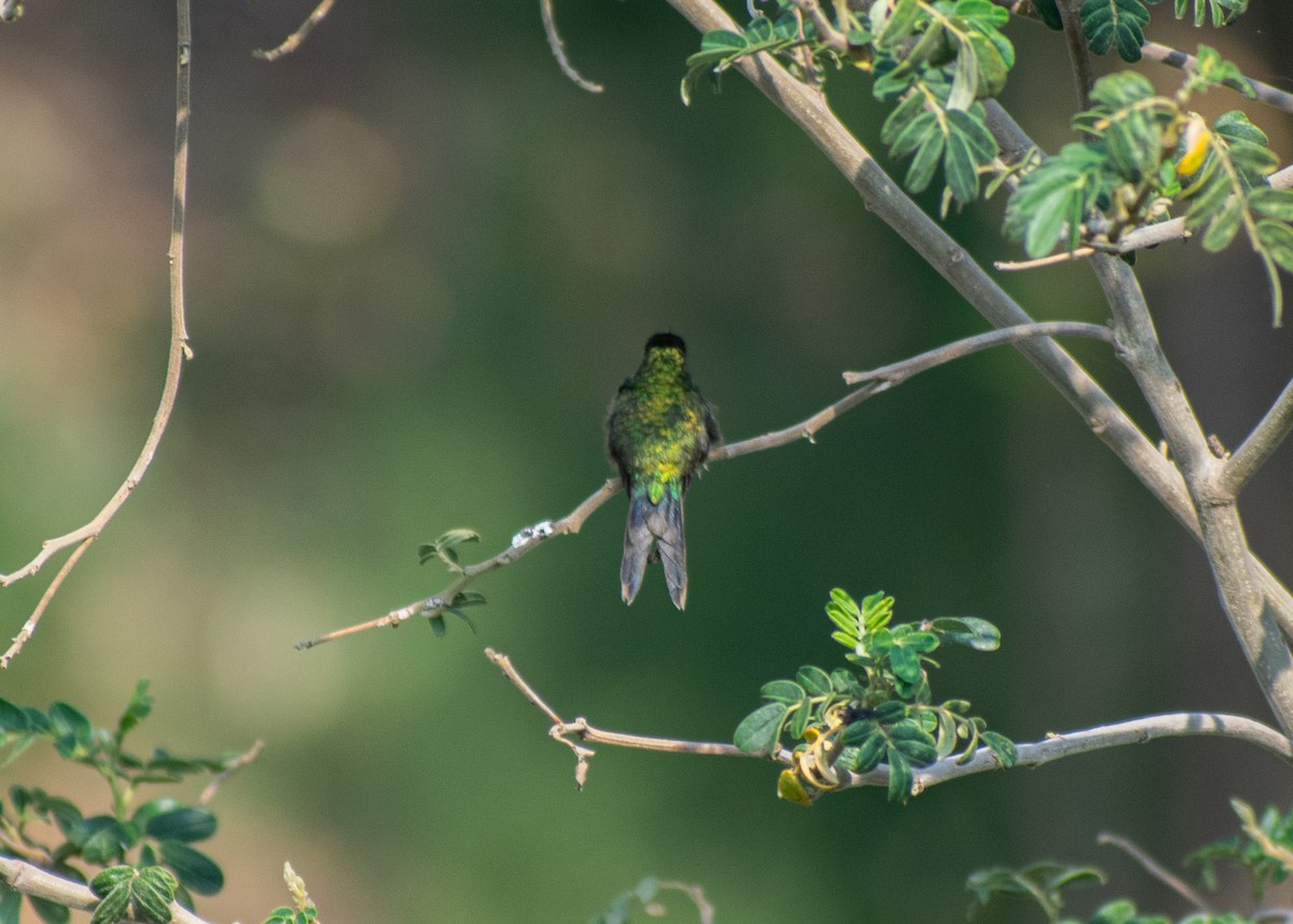 Golden-crowned Emerald - ML620271332