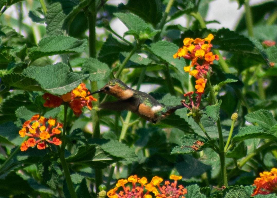 Sparkling-tailed Hummingbird - ML620271333