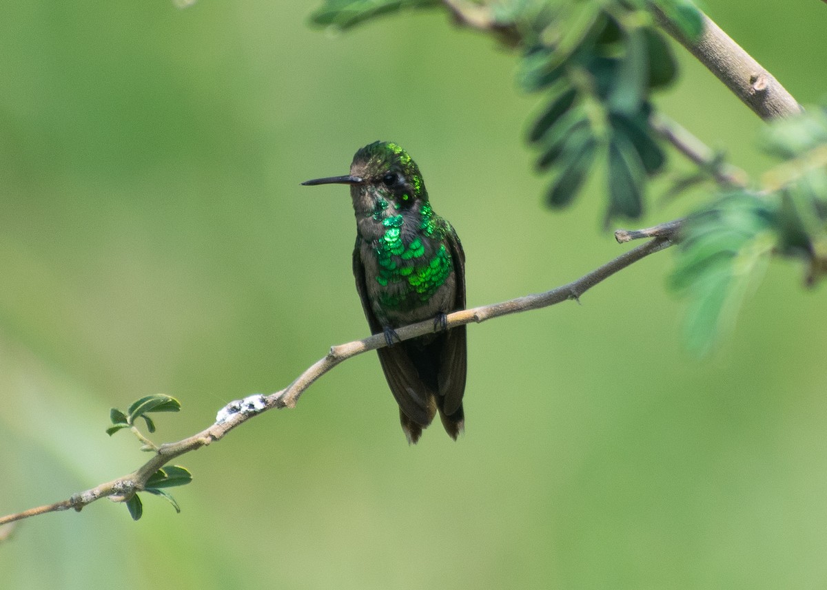 Golden-crowned Emerald - ML620271345