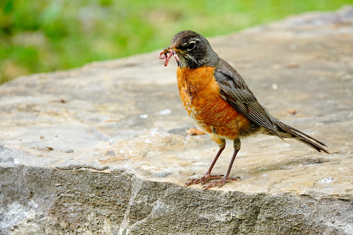 American Robin - ML620271357