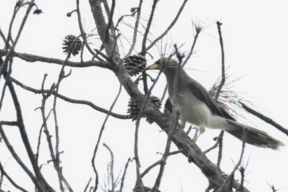 Brown Jay - ML620271365