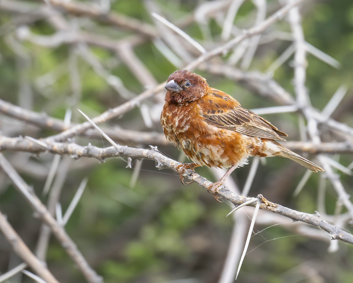 Chestnut Sparrow - ML620271374