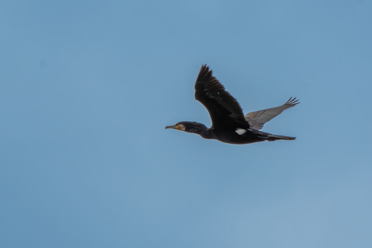 Great Cormorant - ML620271379