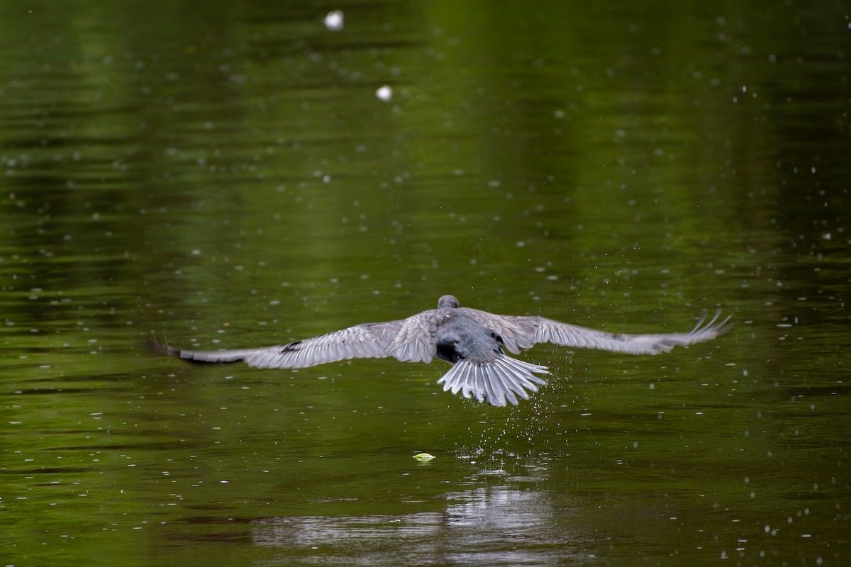 Great Cormorant - ML620271380