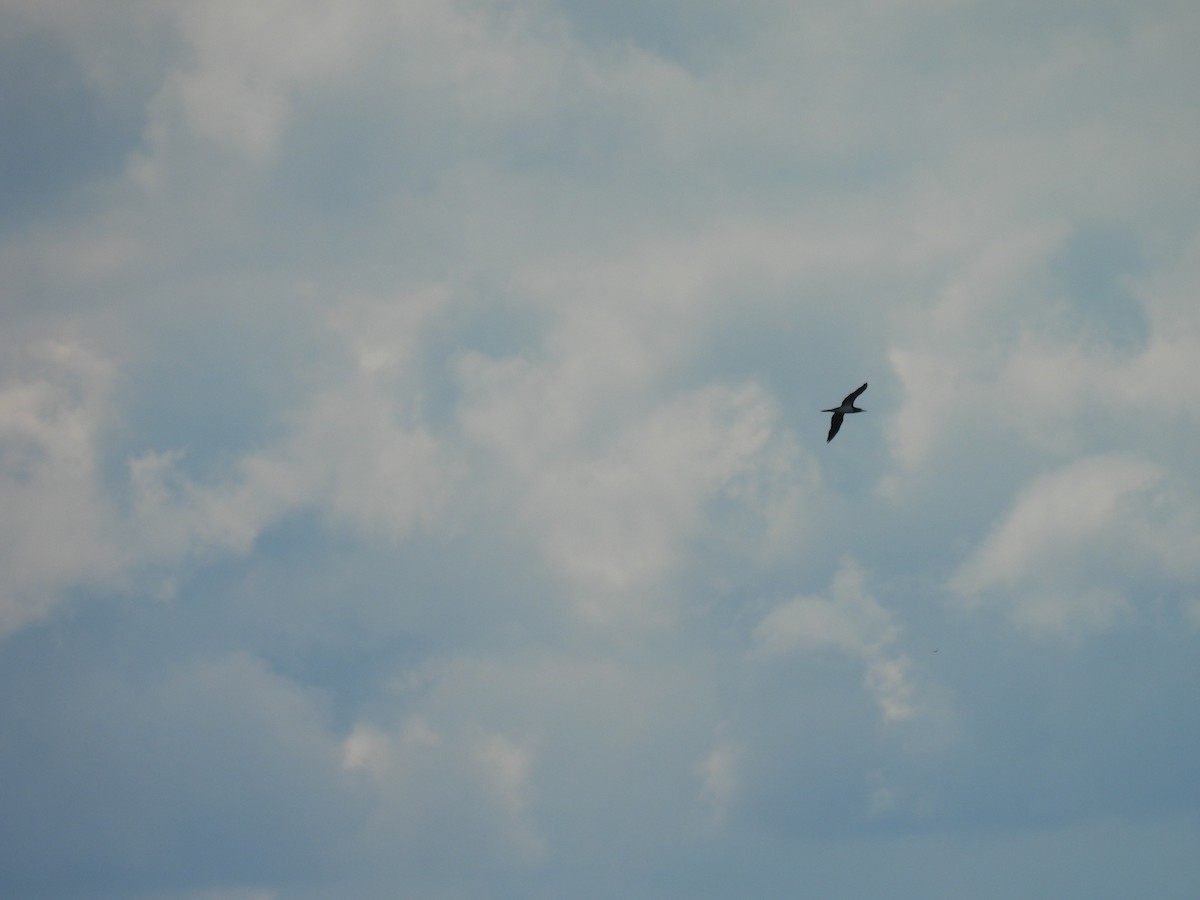 Brown Booby - ML620271400