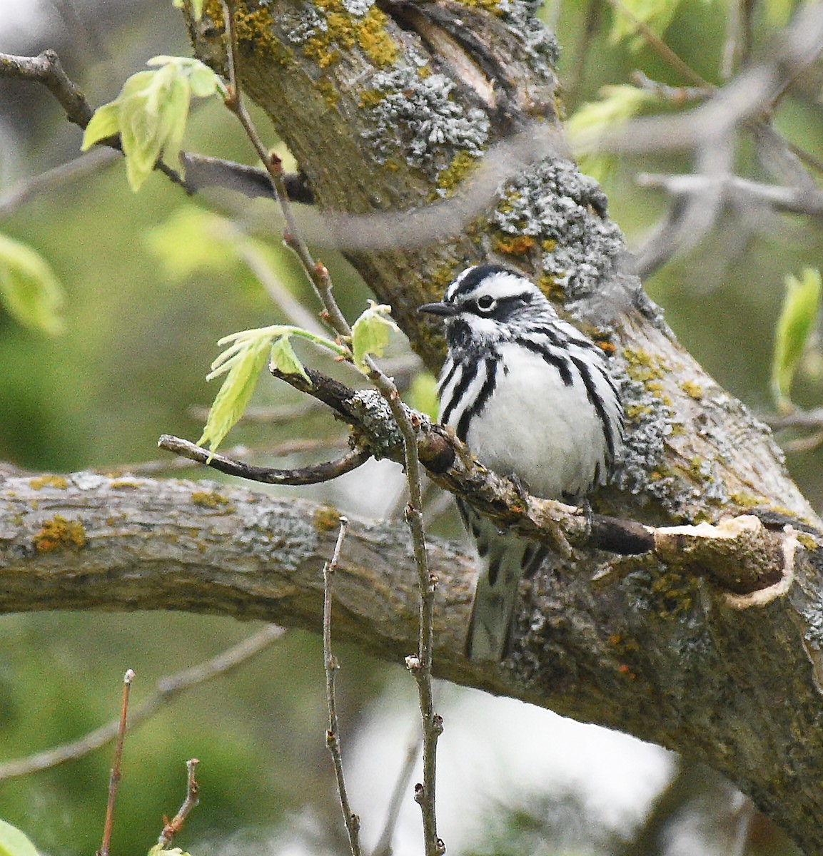 Black-and-white Warbler - ML620271402