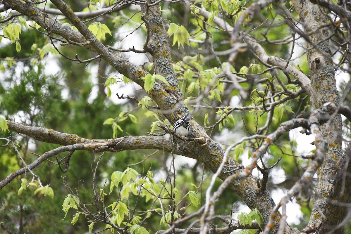 Black-and-white Warbler - ML620271403