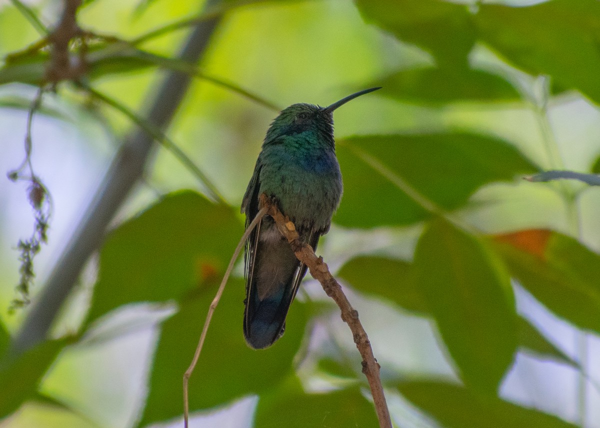 kolibřík zelený - ML620271405