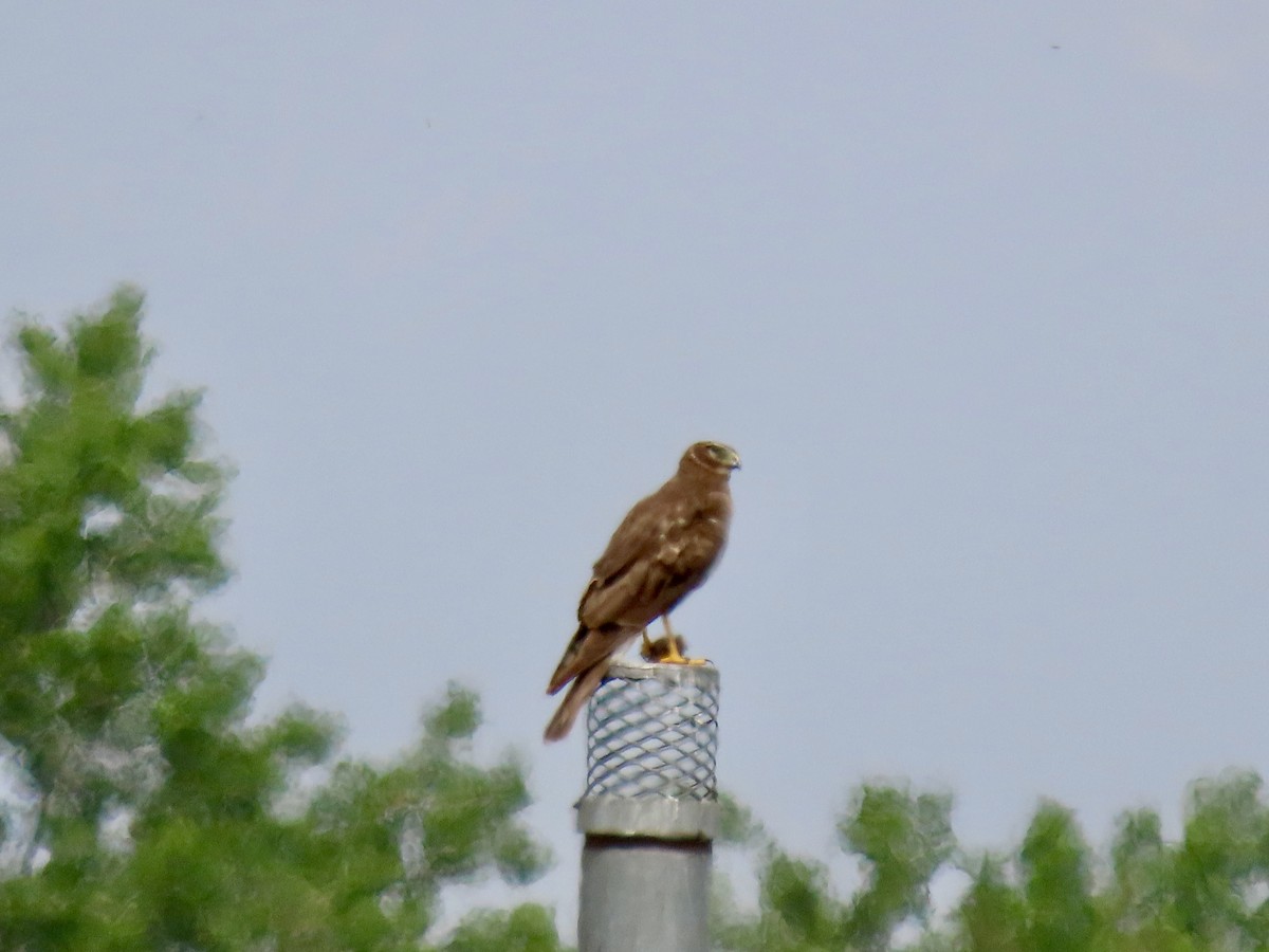 Northern Harrier - ML620271411