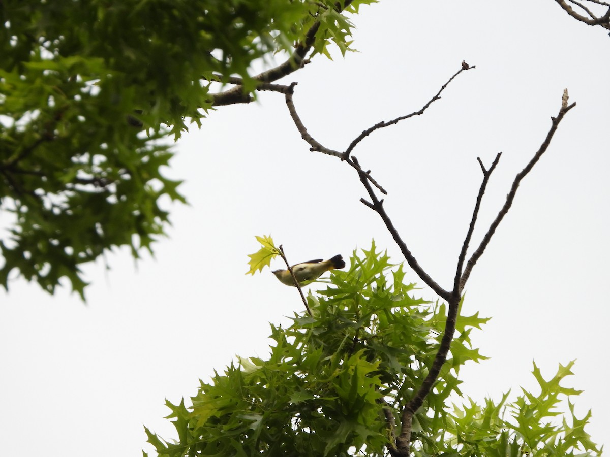 American Redstart - ML620271416