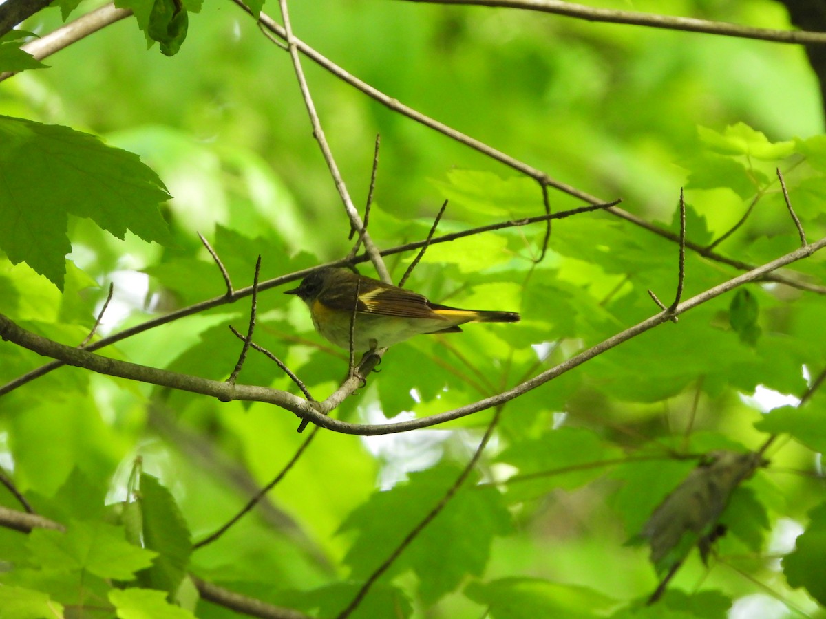 American Redstart - ML620271417