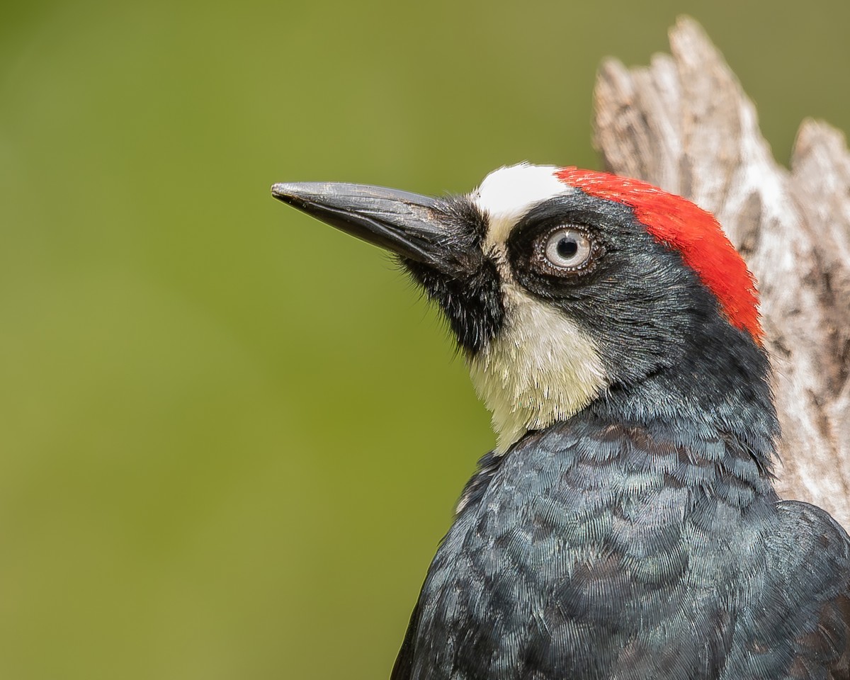 Acorn Woodpecker - ML620271419