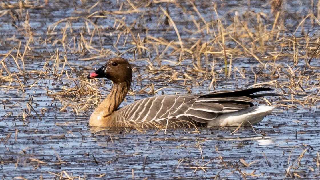 Pink-footed Goose - ML620271423