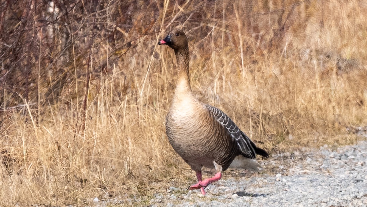 Pink-footed Goose - ML620271424