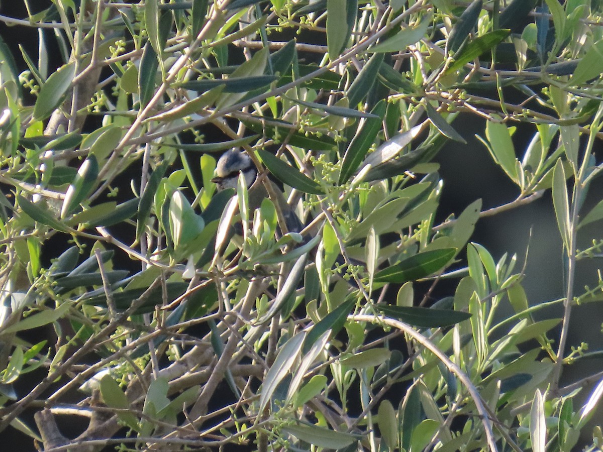 Eurasian Blue Tit - ML620271428